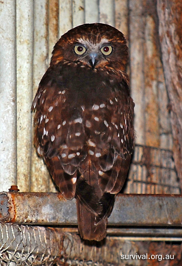 Australian Bird Quiz, Question 5 - Can you identify this bird?