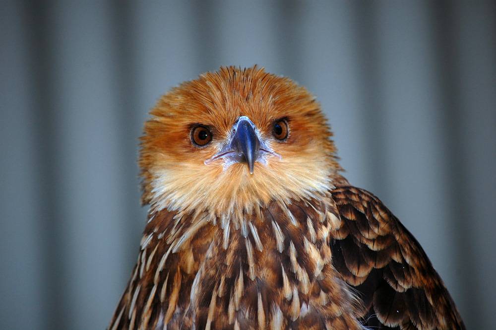 Australian Bird Quiz, Question 4 - Can you identify this bird?