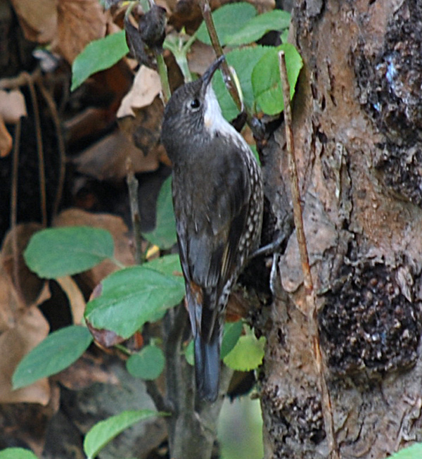 White-throated Treecreeper - Cormobates leucophaeus