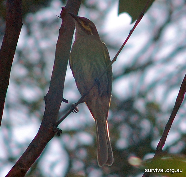 Australian Bird Quiz, Question 9 - Can you identify this bird?