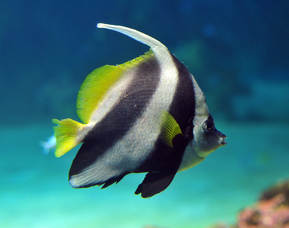 Black & White Butterflyfish - Heniochus acuminatus/diphreutes