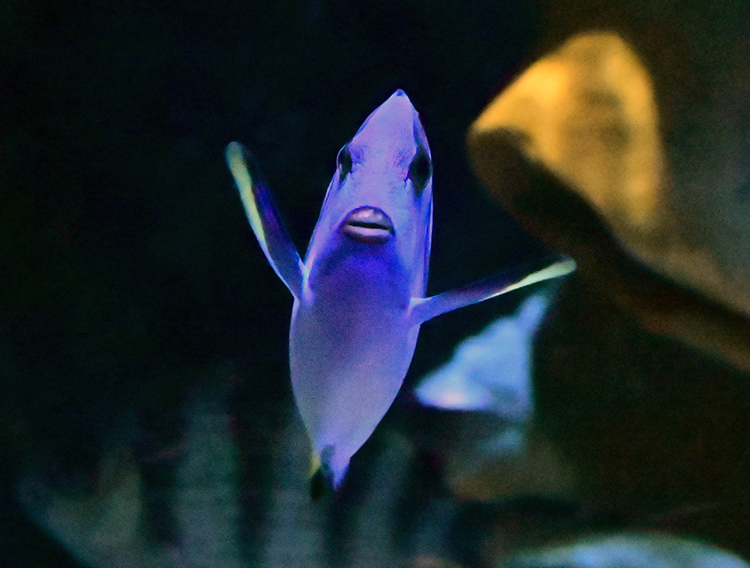 Blue Tang - Paracanthurus hepatus