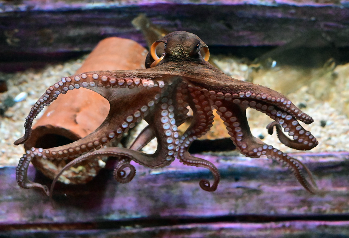 Common Sydney Octopus - Octopus tetricus