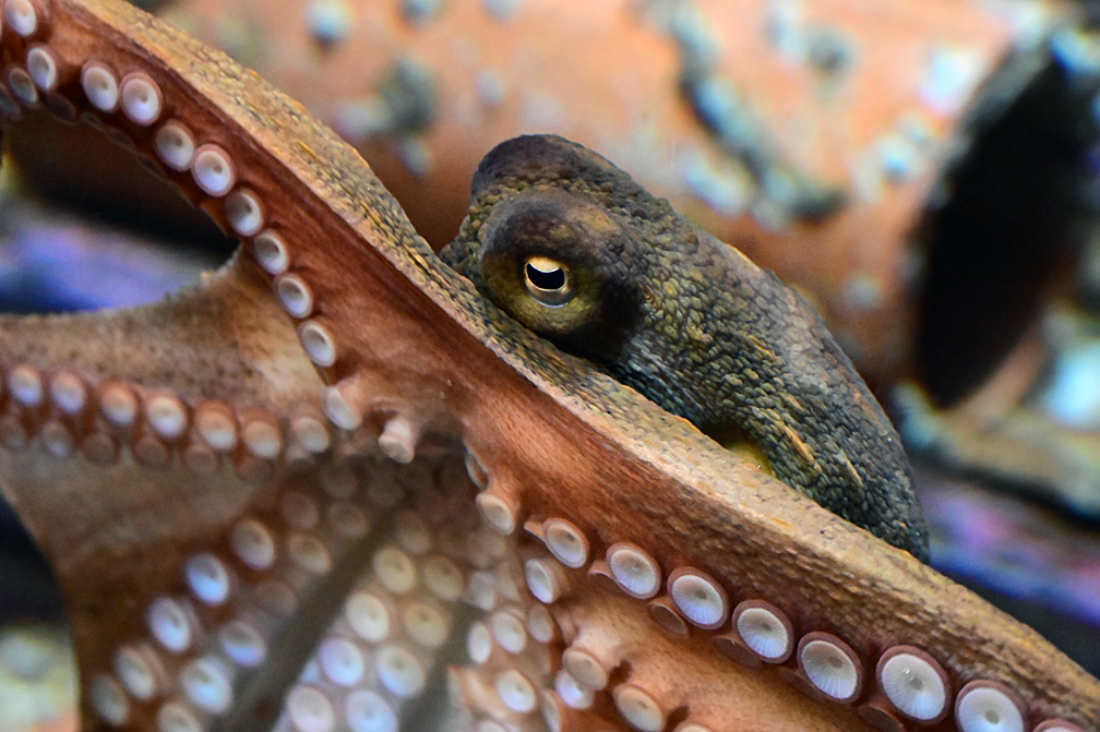 Common Sydney Octopus - Octopus tetricus