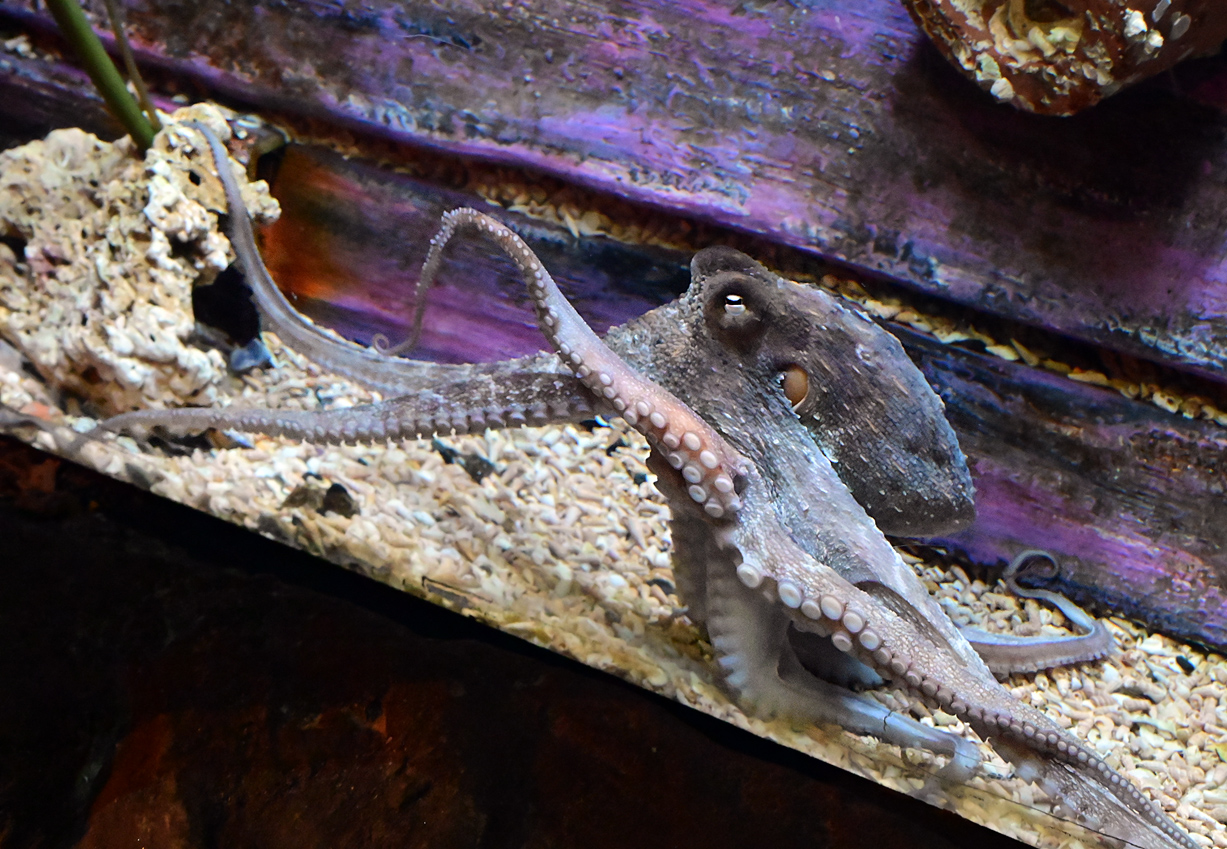 Common Sydney Octopus - Octopus tetricus