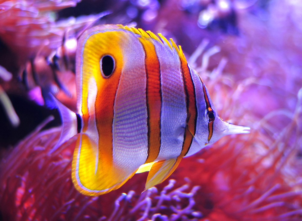 Copperband Butterflyfish - Chelmon rostratus