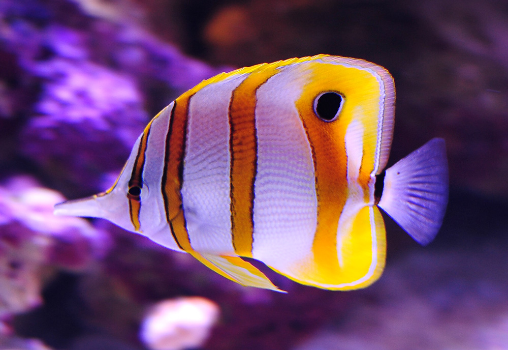 Copperband Butterflyfish - Chelmon rostratus