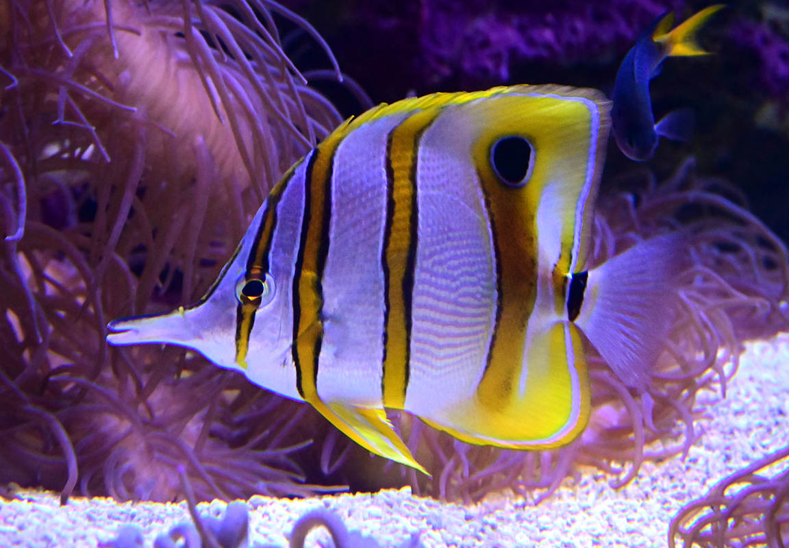 Copperband Butterflyfish - Chelmon rostratus