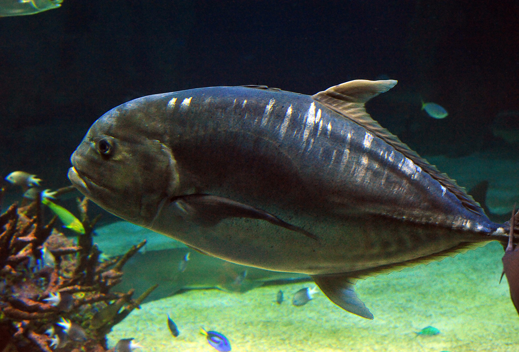 Giant Trevally - Caranx ignobilis