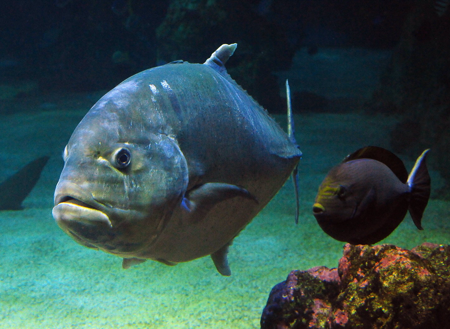 Giant Trevally - Caranx ignobilis