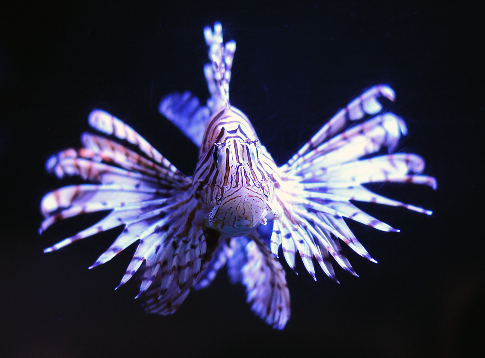 Lionfish - Pterois volitans/miles