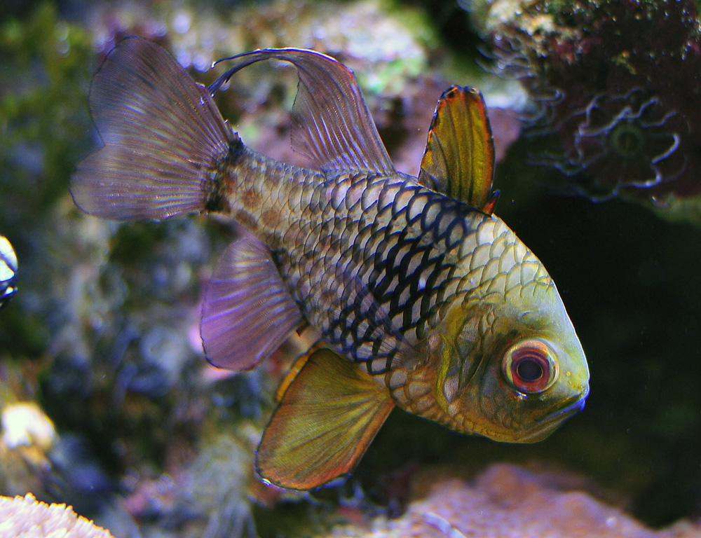 Pyjama Cardinalfish - Sphaeramia nematoptera