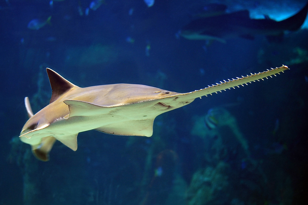 Green Sawfish - Pristis zijsron