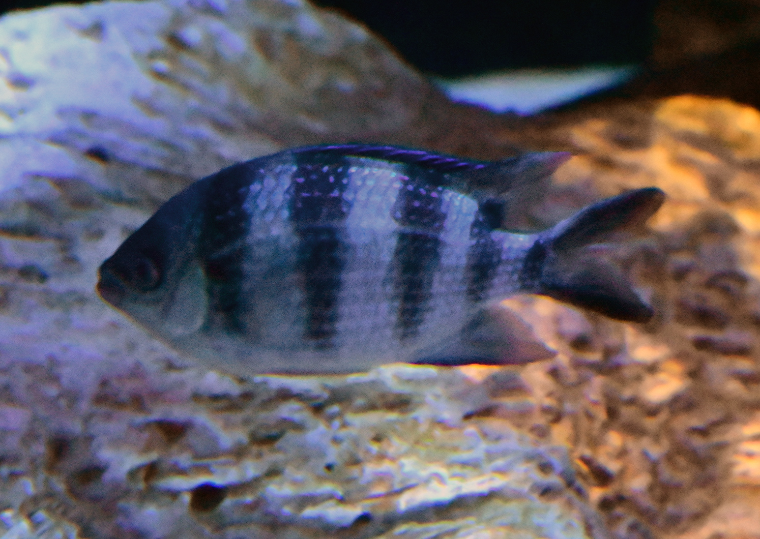 Scissortail Sergeant - Abudefduf sexfasciatus