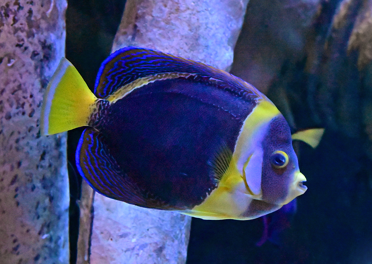 Scribbled Angelfish - Chaetodontoplus duboulayi