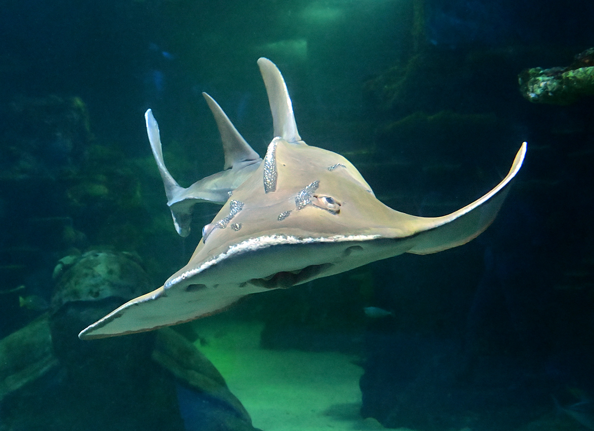 Shark Ray - Rhina ancylostoma