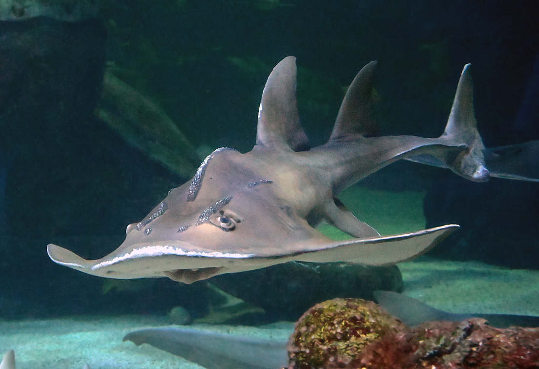 Shark Ray - Rhina ancylostoma