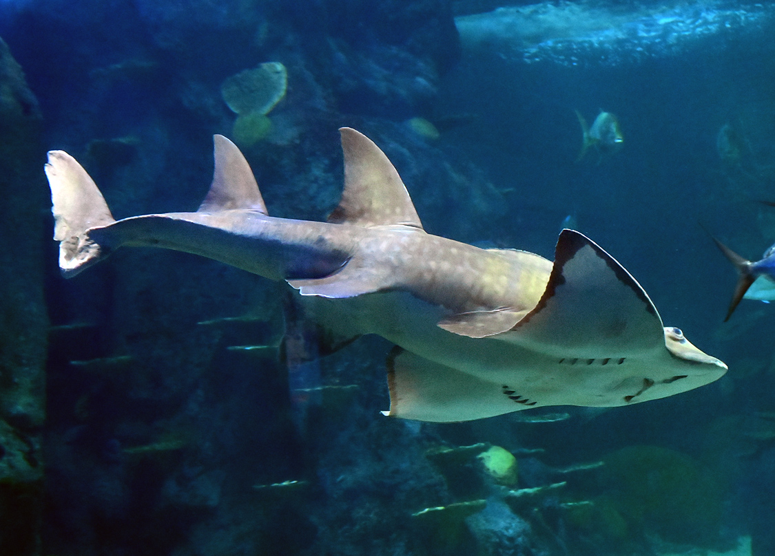 Shark Ray - Rhina ancylostoma