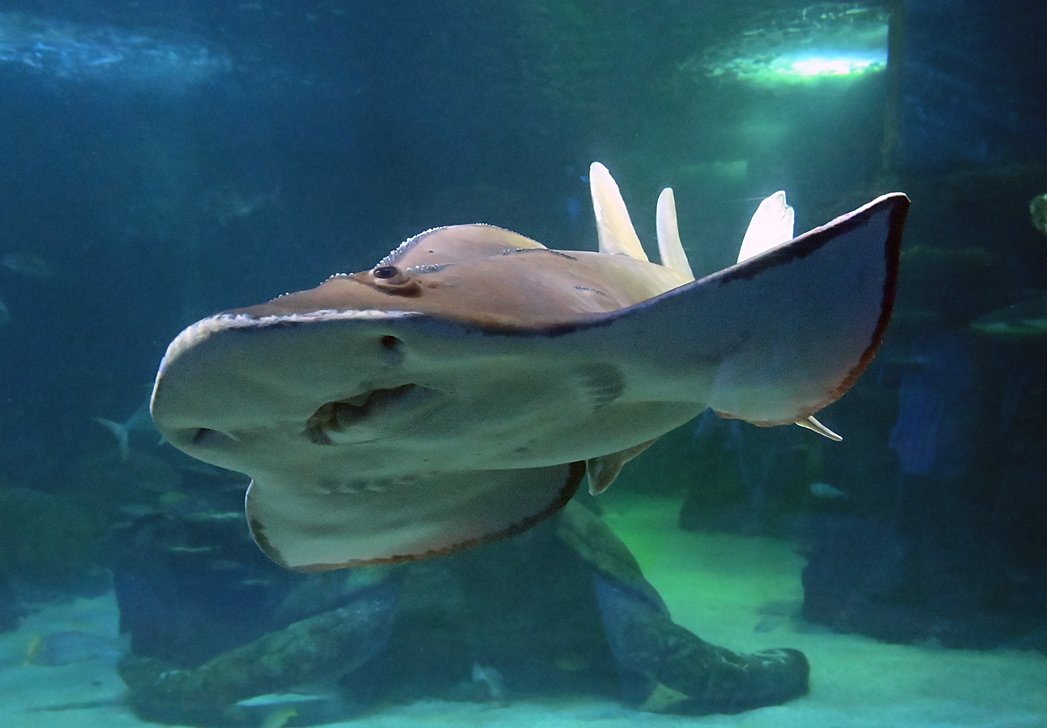 Shark Ray - Rhina ancylostoma