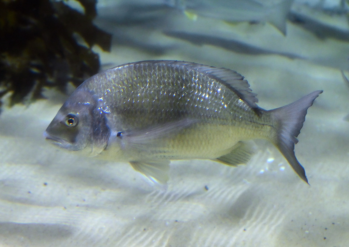 Silver Bream - Acanthopagrus australis