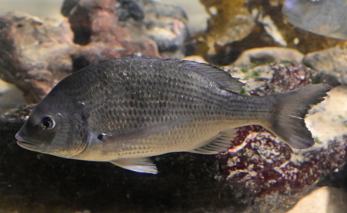 Silver Bream - Acanthopagrus australis