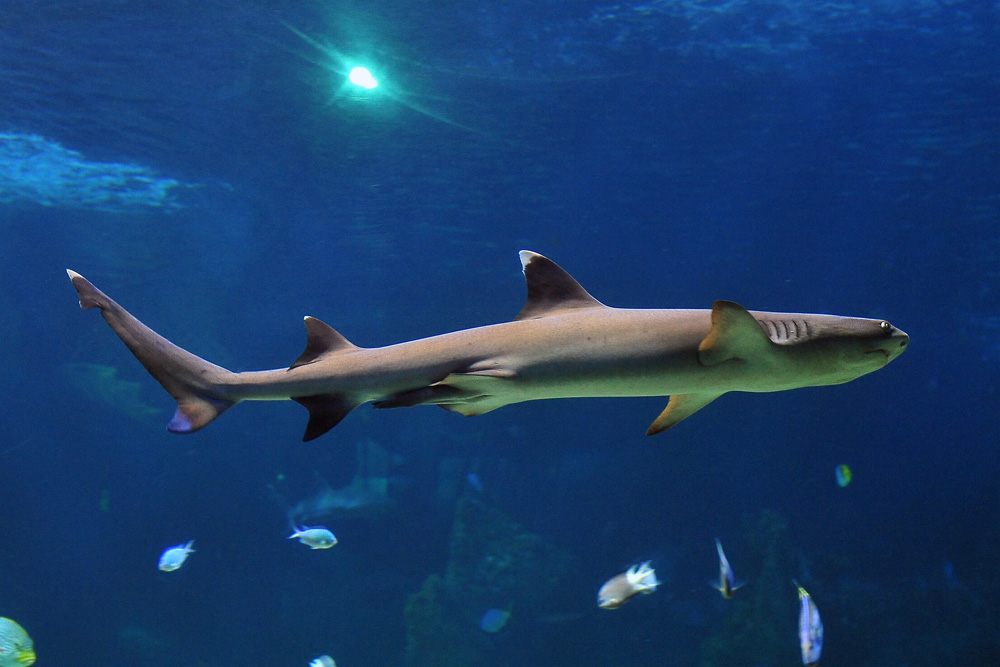 Whitetip Reef Shark - Triaenodon obesus