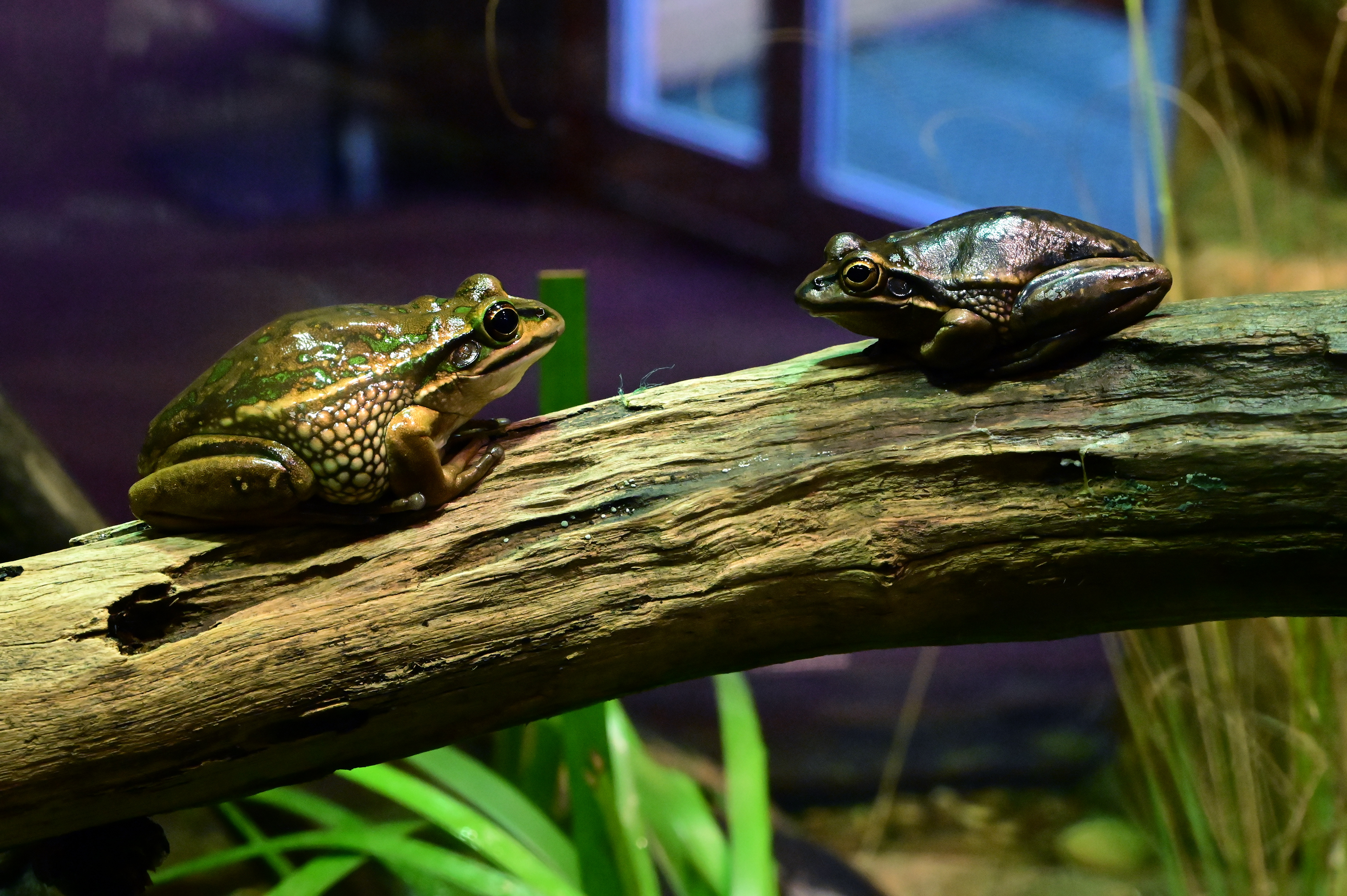 Green and Golden Bell Frog - Litoria aurea