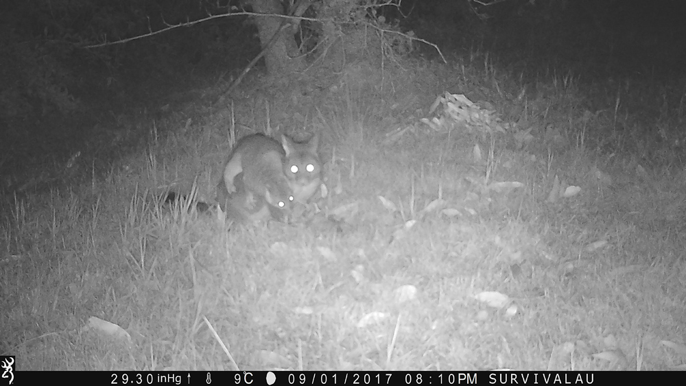 At first I was suprised how interested the possums are in meat - Using a Trail Camera to Practice Trapping and/or Study Animals