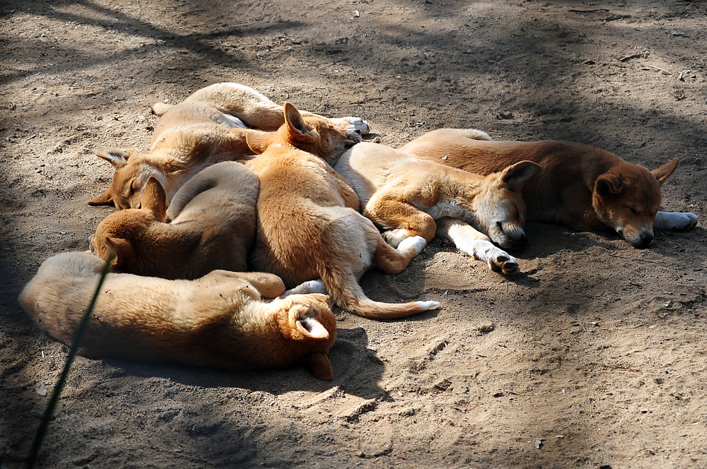 Dingo - Canis lupus dingo