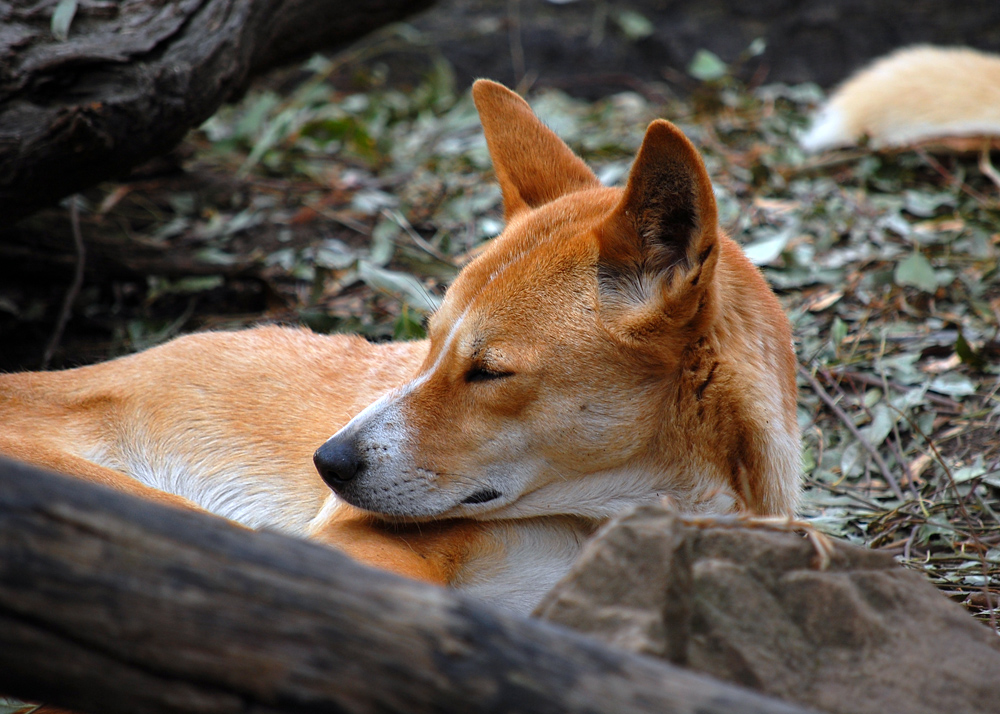 Dingo - Canis lupus dingo