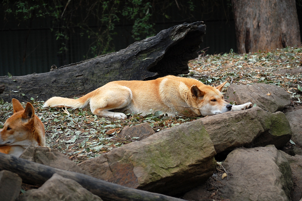 Dingo - Canis lupus dingo