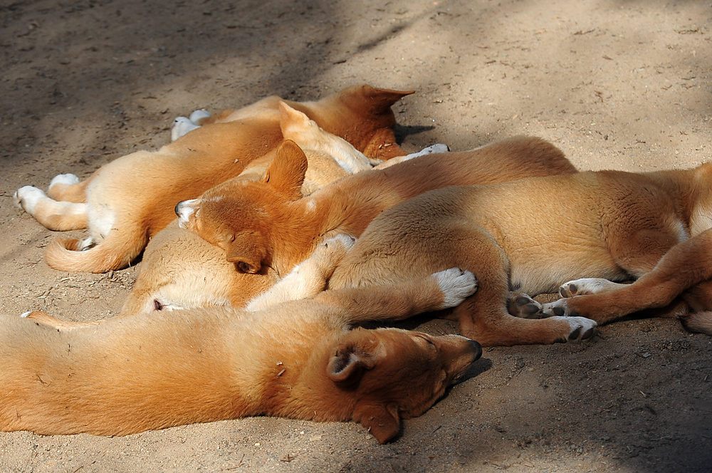 Dingo - Canis lupus dingo