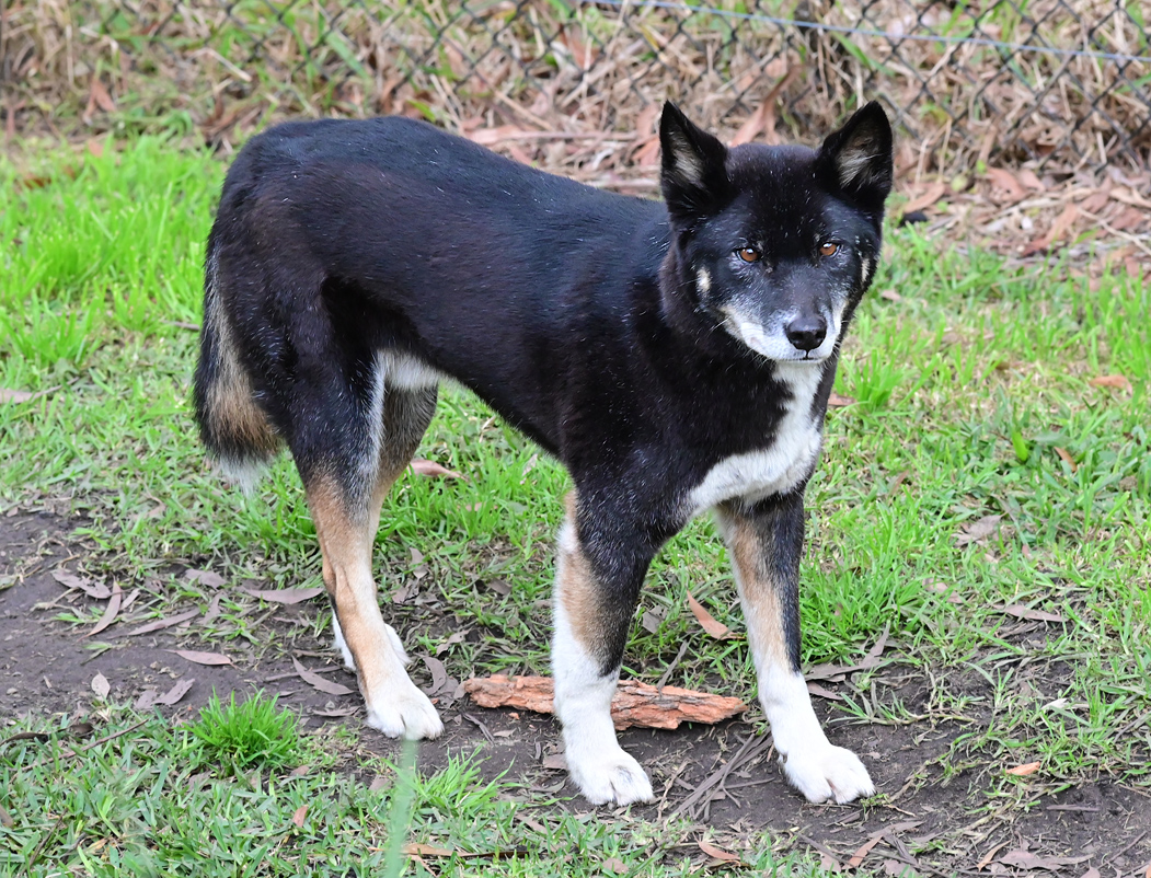 Dingo - Canis lupus dingo