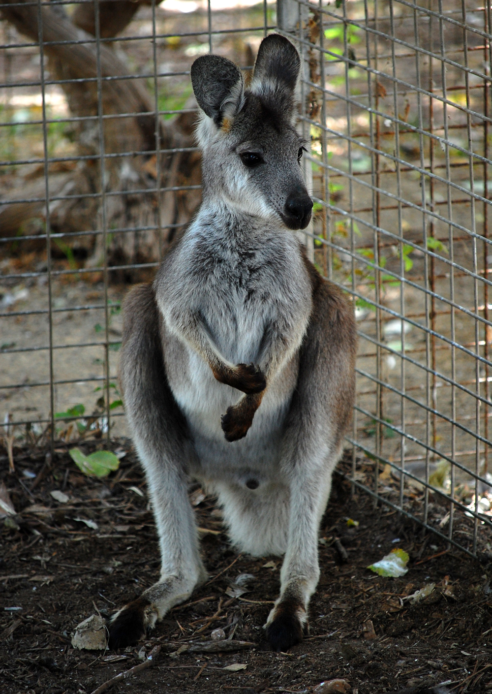 Eastern Wallaroo - Macropus robustus