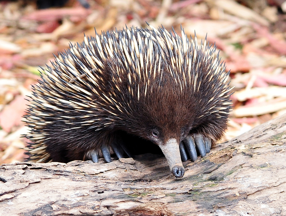 Short-beaked Echidna - Tachyglossus aculeatus