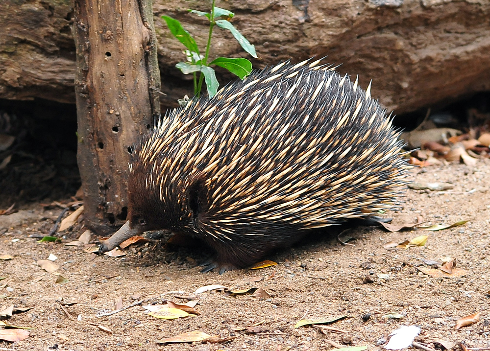 Short-beaked Echidna - Tachyglossus aculeatus