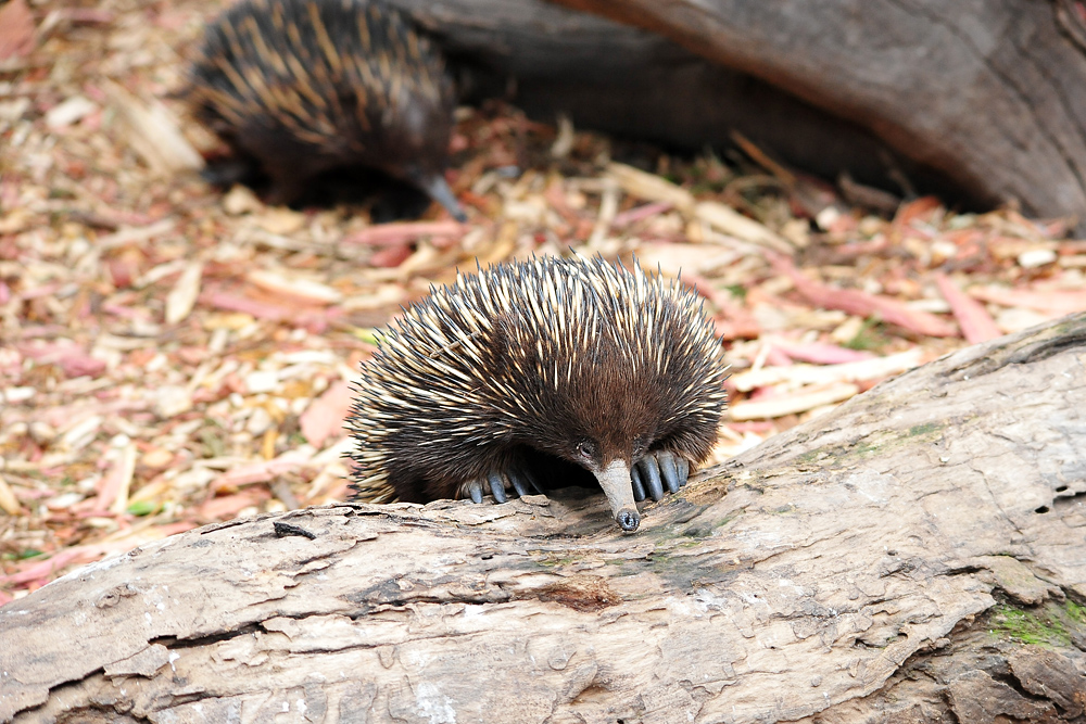 Short-beaked Echidna - Tachyglossus aculeatus