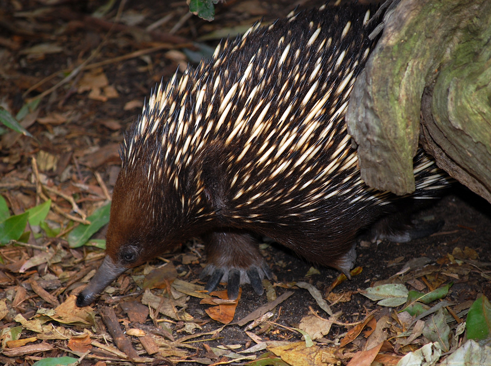 Short-beaked Echidna - Tachyglossus aculeatus