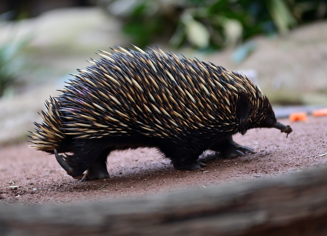 Short-beaked Echidna - Tachyglossus aculeatus