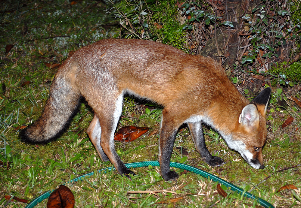 Red Fox - Vulpes vulpes