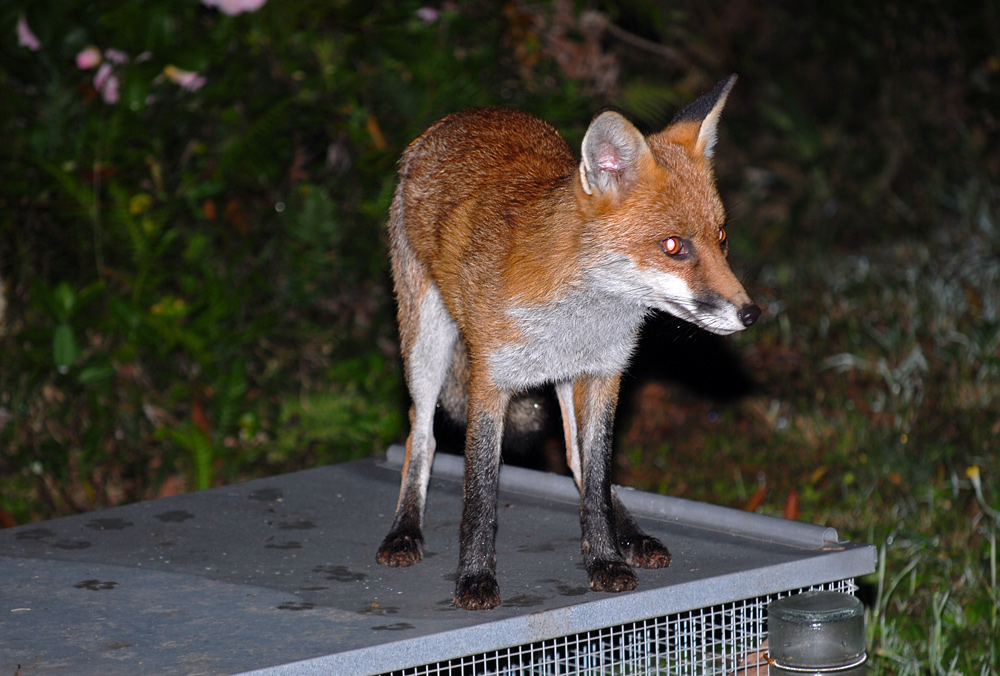 Red Fox - Vulpes vulpes