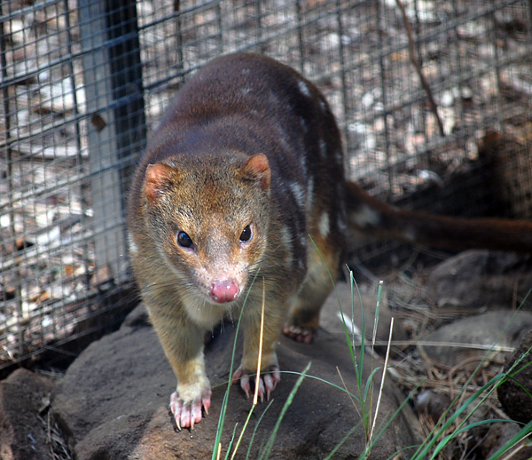 Tiger Quoll (Spot-tailed Quoll) - Dasyurus maculatus