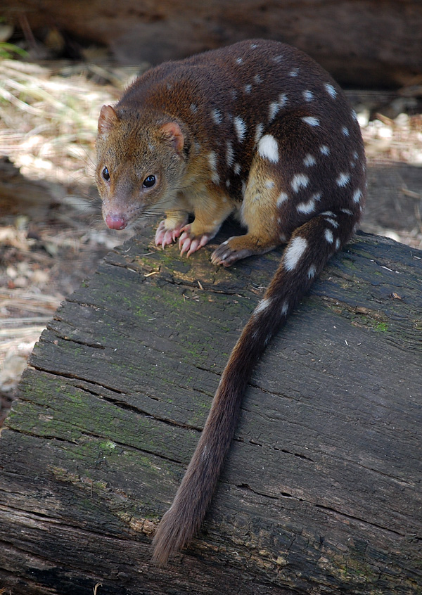 Tiger Quoll (Spot-tailed Quoll) - Dasyurus maculatus