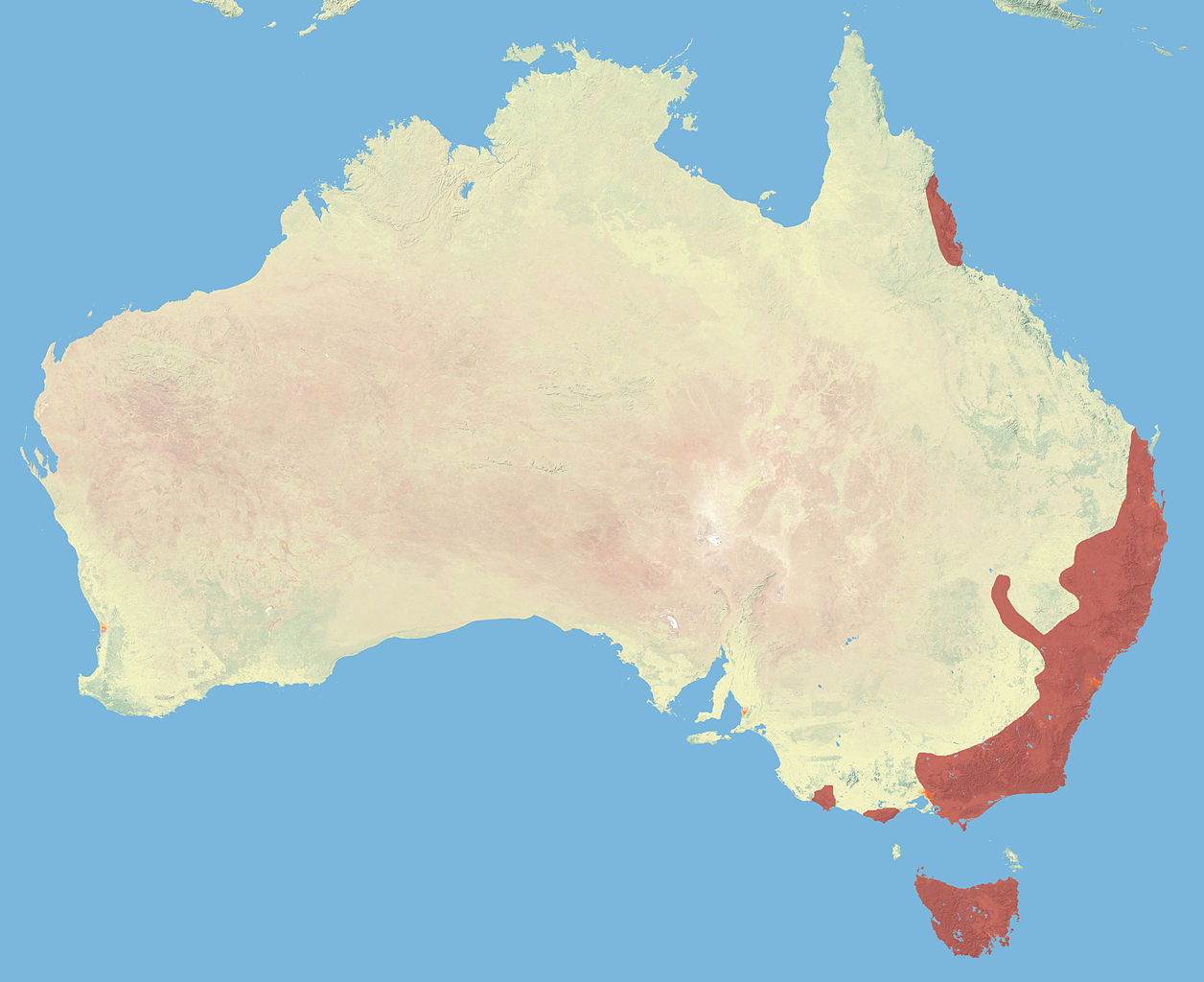 Tiger Quoll (Spot-tailed Quoll) - Dasyurus maculatus