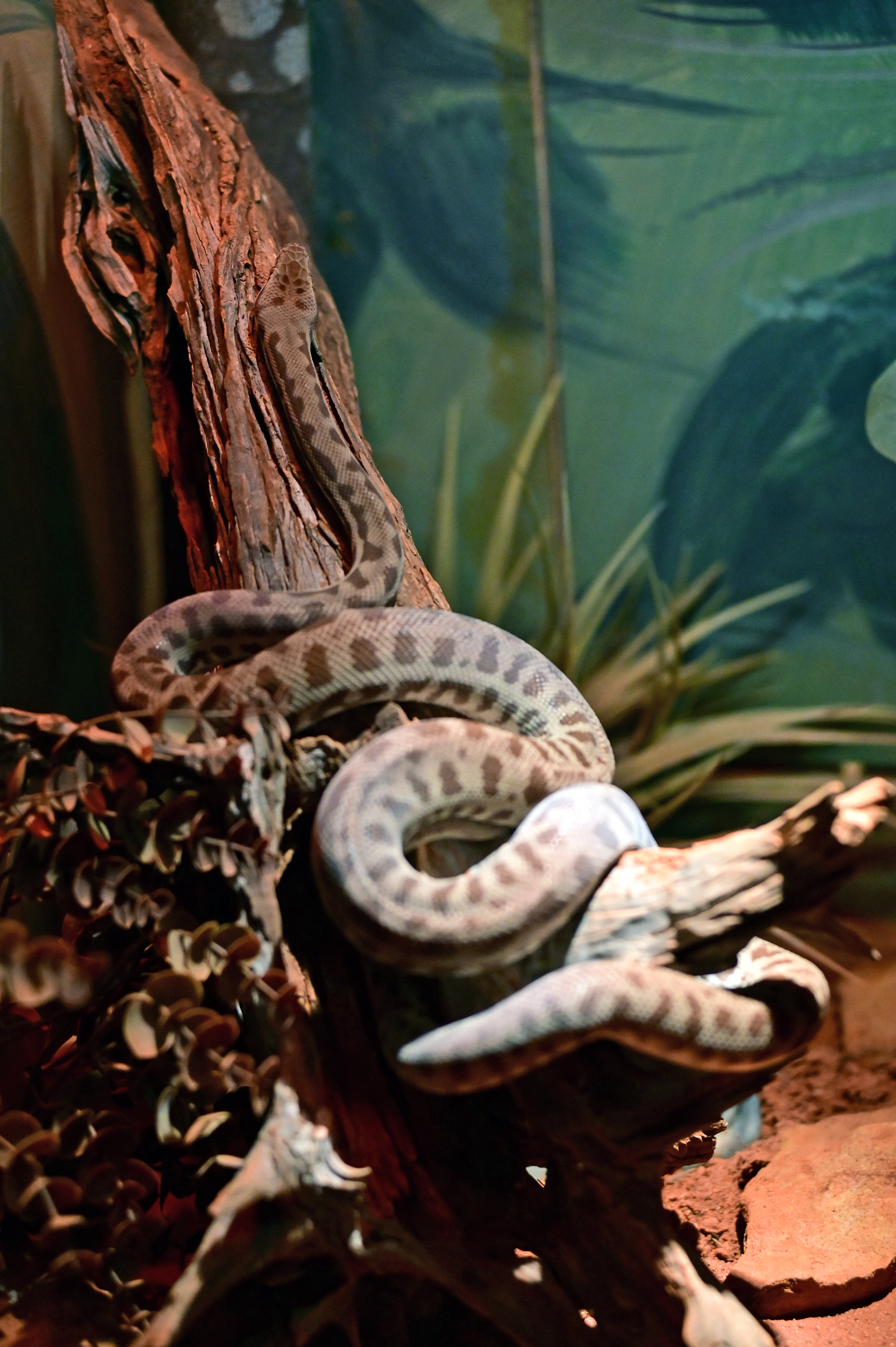 Stimson's Python - The Australian Museum