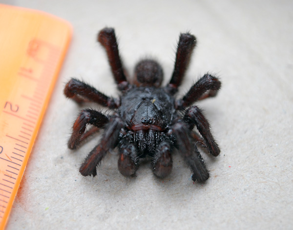 Brown Trapdoor Spider - Misgolas