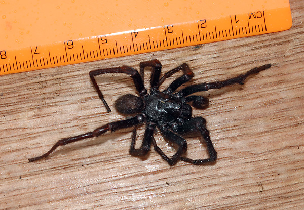 Brown Trapdoor Spider - Misgolas