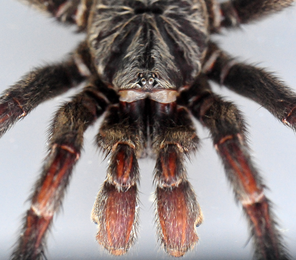 Brown Trapdoor Spider - Misgolas