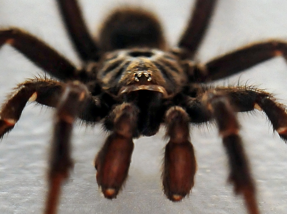 Brown Trapdoor Spider - Misgolas