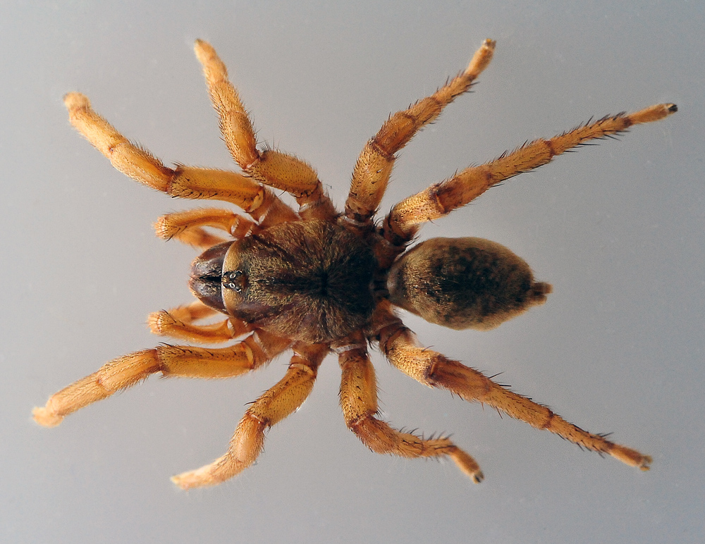 Brush-Footed Trapdoor Spider - Maybe Idiommata Sp.